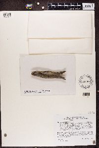 Lecanora symmicta image