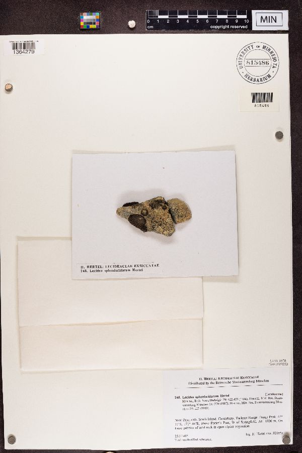 Lecidea spheniscidarum image