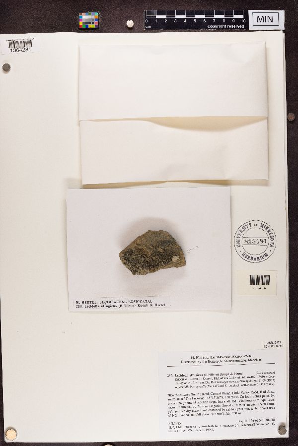 Lecidella effugiens image