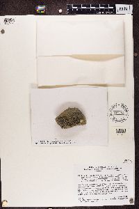 Media resource of Lecidella effugiens