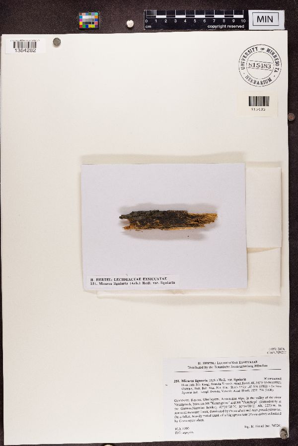 Micarea lignaria var. lignaria image