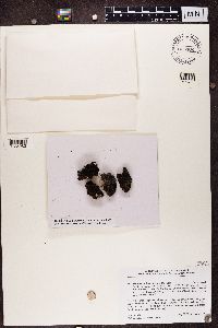Thumbnail image of current specimen