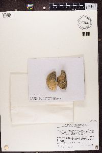 Thumbnail image of current specimen