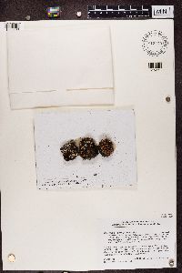 Psora decipiens image