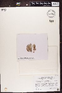 Trapelia placodioides image