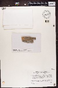 Catinaria atropurpurea image