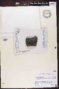 Lecidea spheniscidarum image