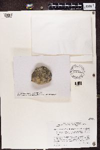 thumbnail image of current specimen