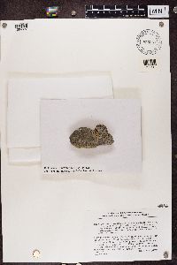 Porpidia macrocarpa image