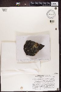 Rhizocarpon badioatrum image