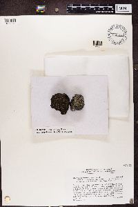 Trapelia coarctata image