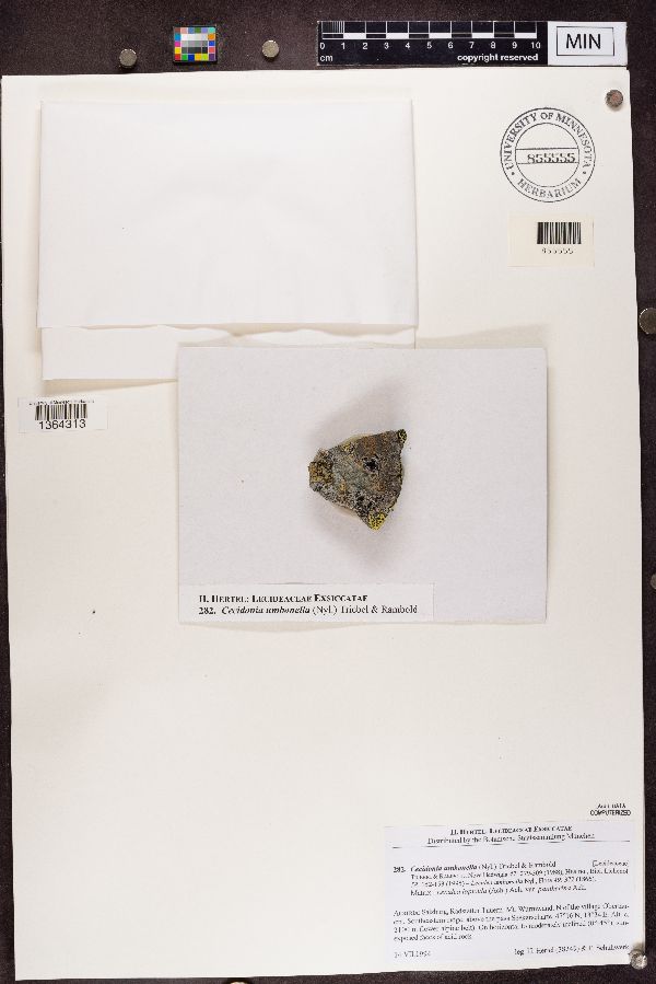 Cecidonia umbonella image