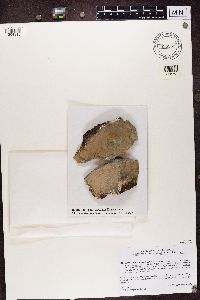 Lecidea atrobrunnea image