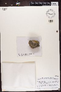 Lecidea tessellata image