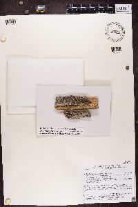 Image of Ramboldia subnexa