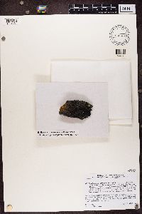 Ropalospora lugubris image