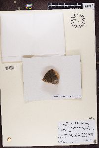 Lecidea atrobrunnea image