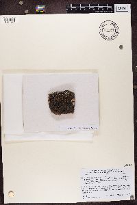 Lecidea atrobrunnea image