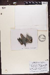 Lecidea lapicida image