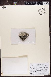 thumbnail image of current specimen