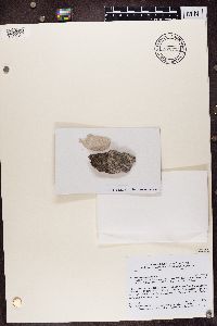 Lecidea tessellata image