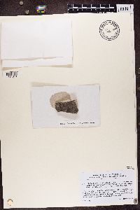 Lecidella stigmatea image