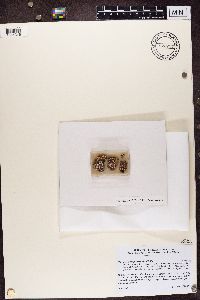Psora decipiens image