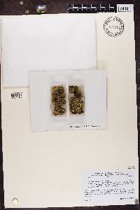 Psora icterica image