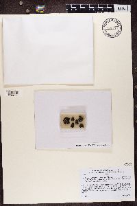 Psorula rufonigra image