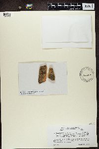 Media resource of Lecidella stigmatea