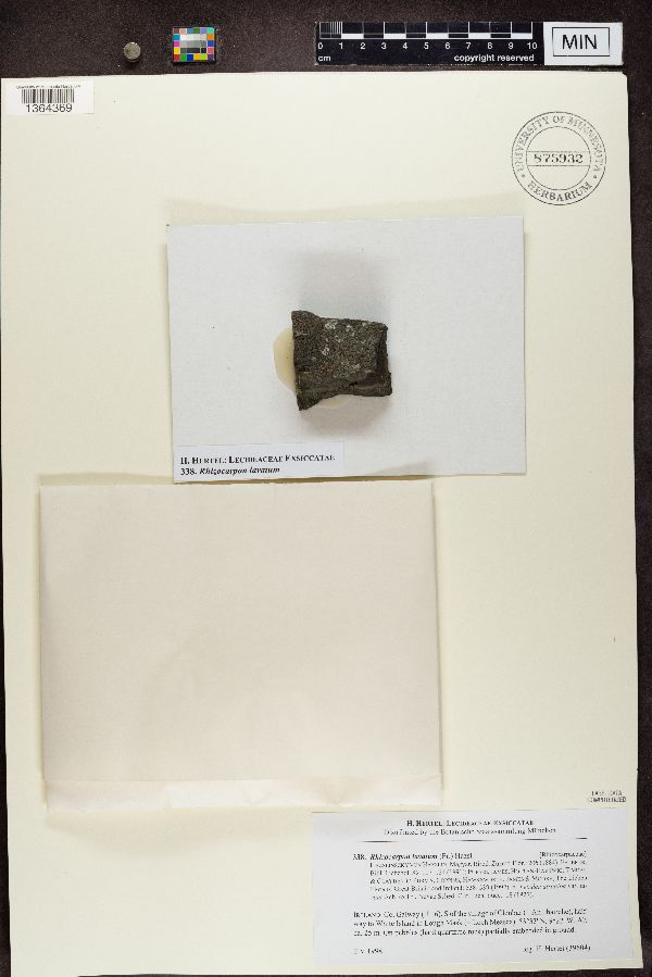 Rhizocarpon lavatum image