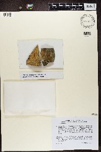 Ionaspis lacustris image