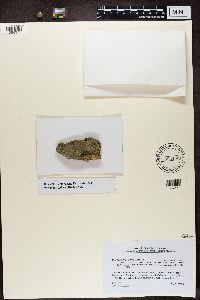 Bryobilimbia ahlesii image