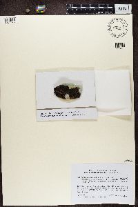 Lecidea atrobrunnea image