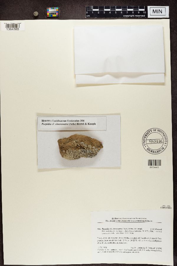 Porpidia cinereoatra image