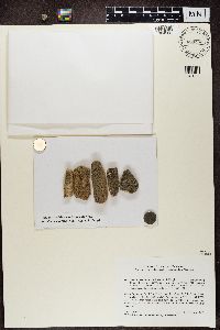 Porpidia crustulata image