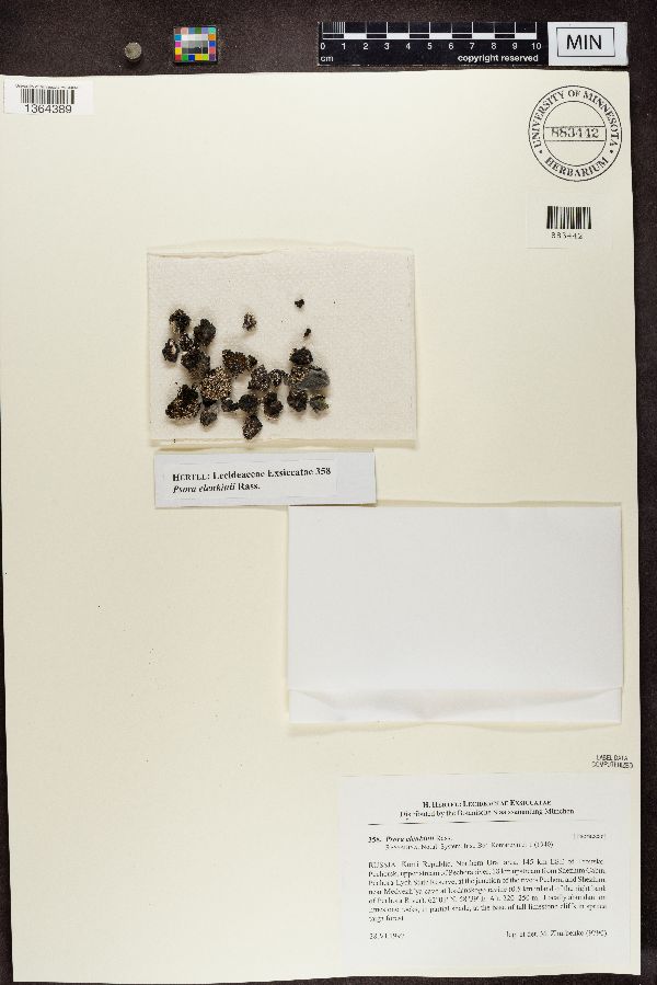 Psora elenkinii image