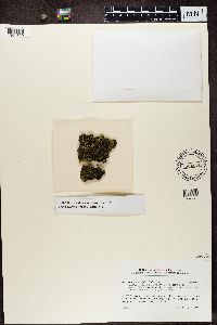 Psora icterica image