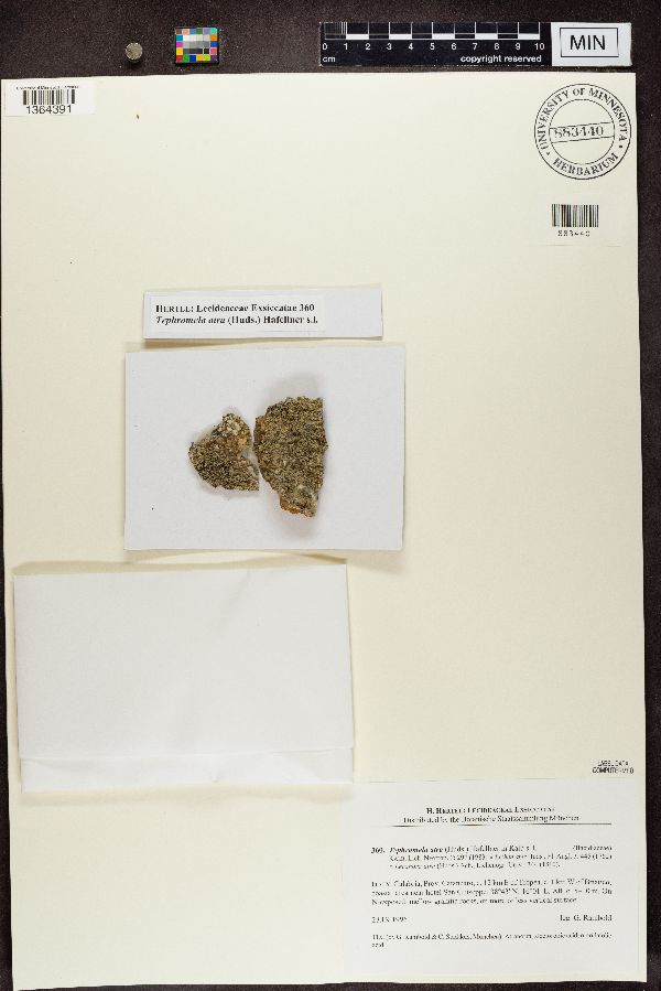 Tephromelataceae image