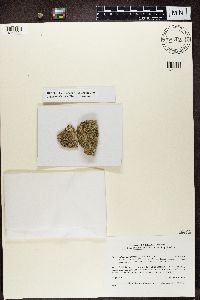 Tephromela atra image