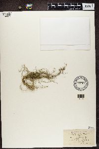 Usnea cavernosa image