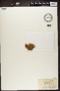 Ramalina farinacea image