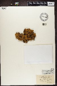 Peltigera aphthosa image