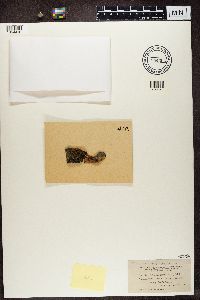 Caloplaca cerina image