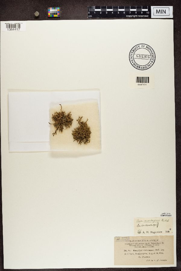 Ramalina stenospora image