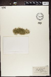 Usnea longissima image