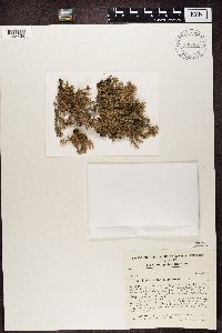 Stereocaulon tomentosum image