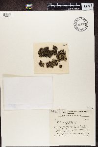 Media resource of Xanthoparmelia stenophylla