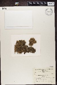 Hypogymnia physodes image