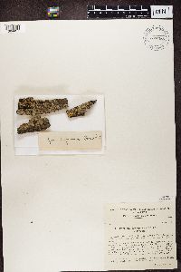 Eopyrenula leucoplaca image